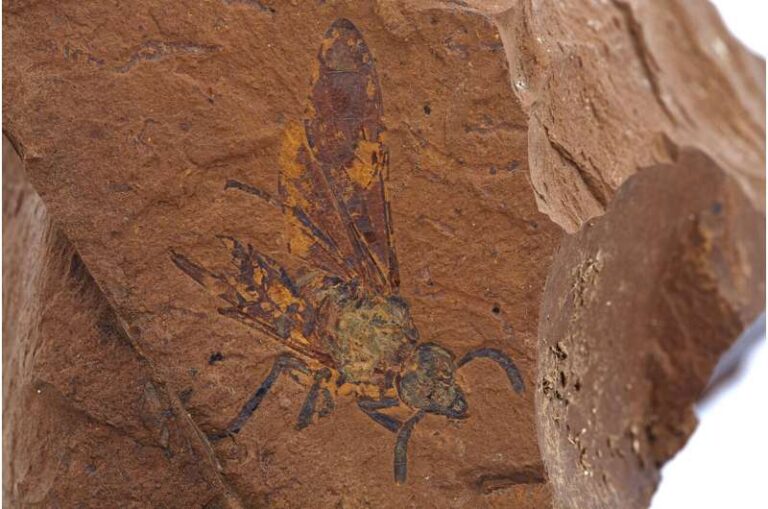 Extremely well-preserved fossil sawfly sheds new light on co-evolution of insects and toxic plants