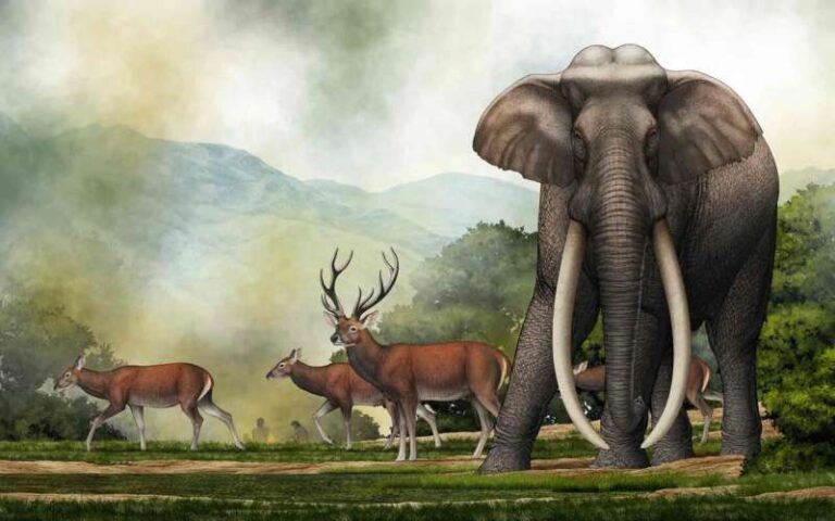 Giant prehistoric elephant skull from India belongs to mysterious extinct species