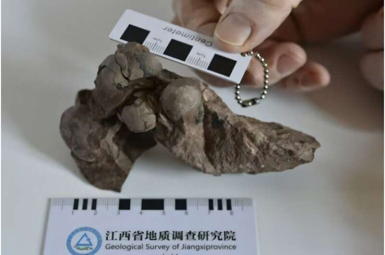 Smallest dinosaur egg ever found confirmed in China